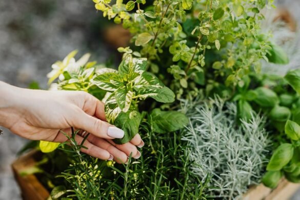 Basil Shortage