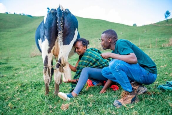 Dairy Shortage